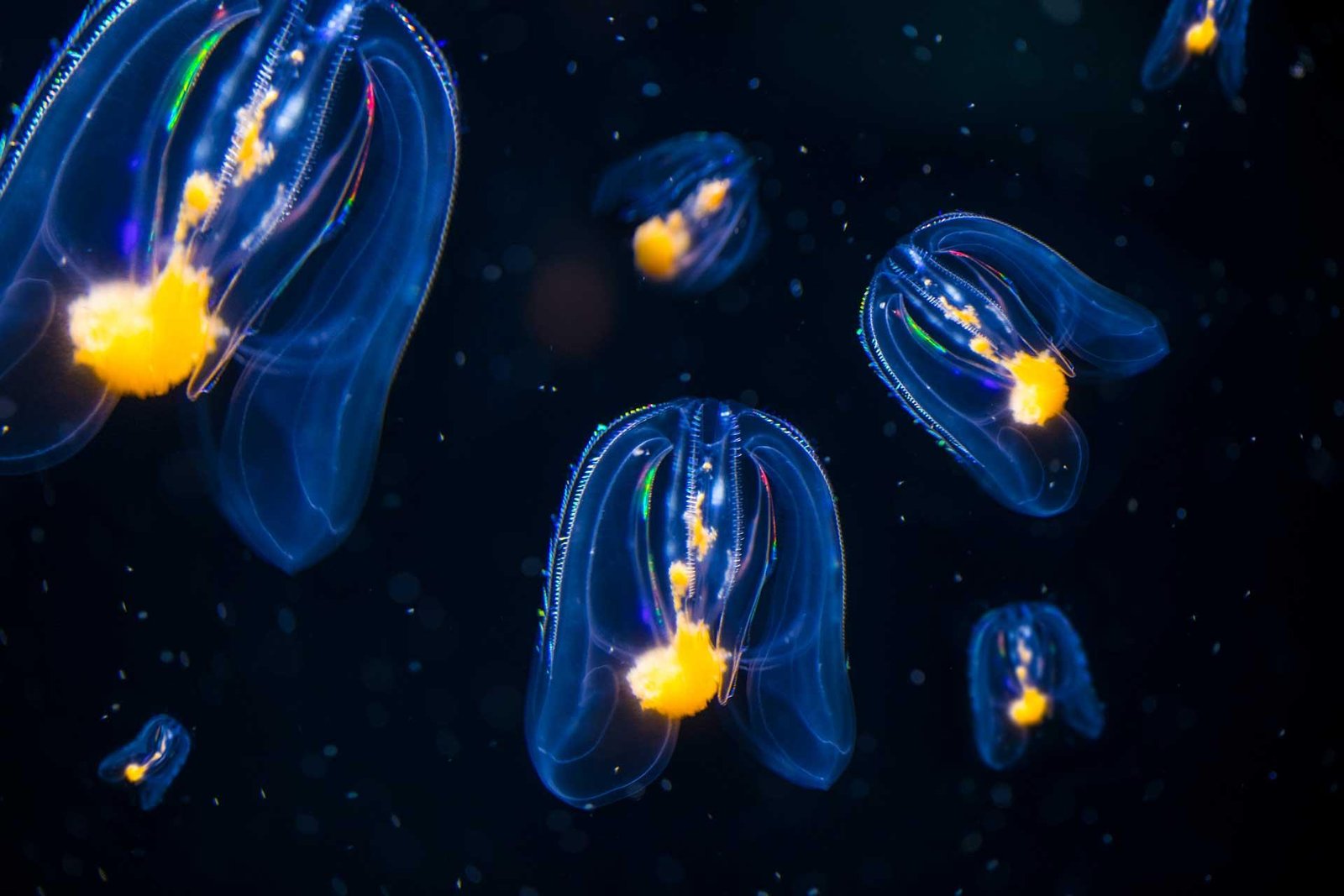 Bioluminescent ocean creatures glowing in the dark underwater